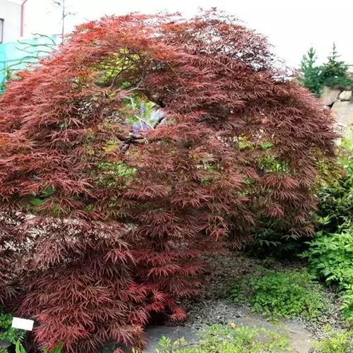 Une image carrée d'Acer palmatum 'Tamukeyama' poussant dans le jardin.