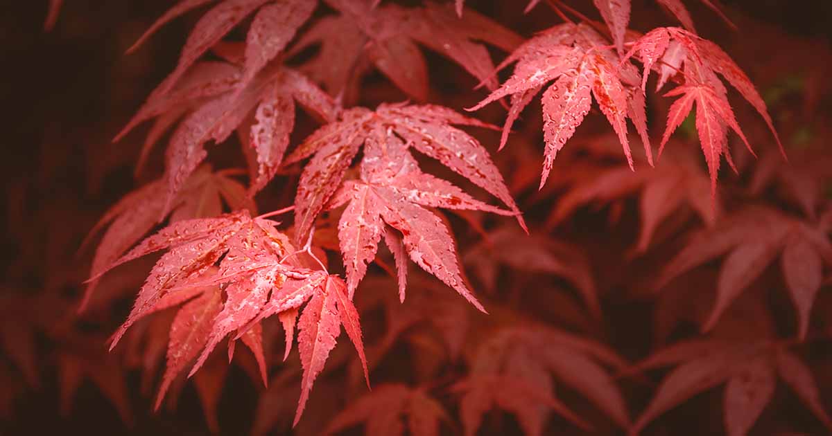 11 des meilleurs érables japonais rouges pour votre jardin