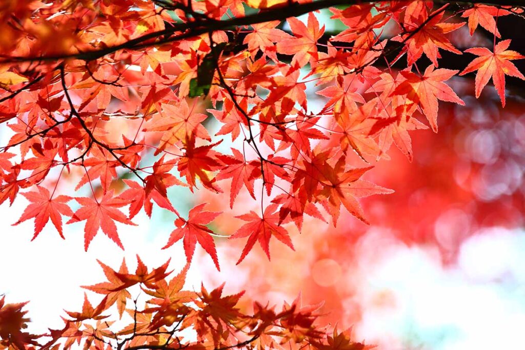 Une image horizontale en gros plan du feuillage d'un érable japonais rouge (Acer palmatum) poussant dans le jardin, représenté sur un fond flou.