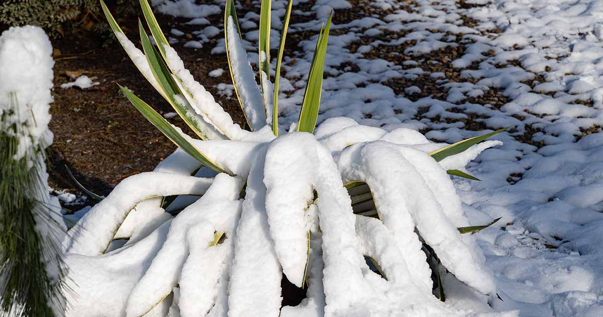 Comment prévenir et traiter les dommages causés par le gel au yucca