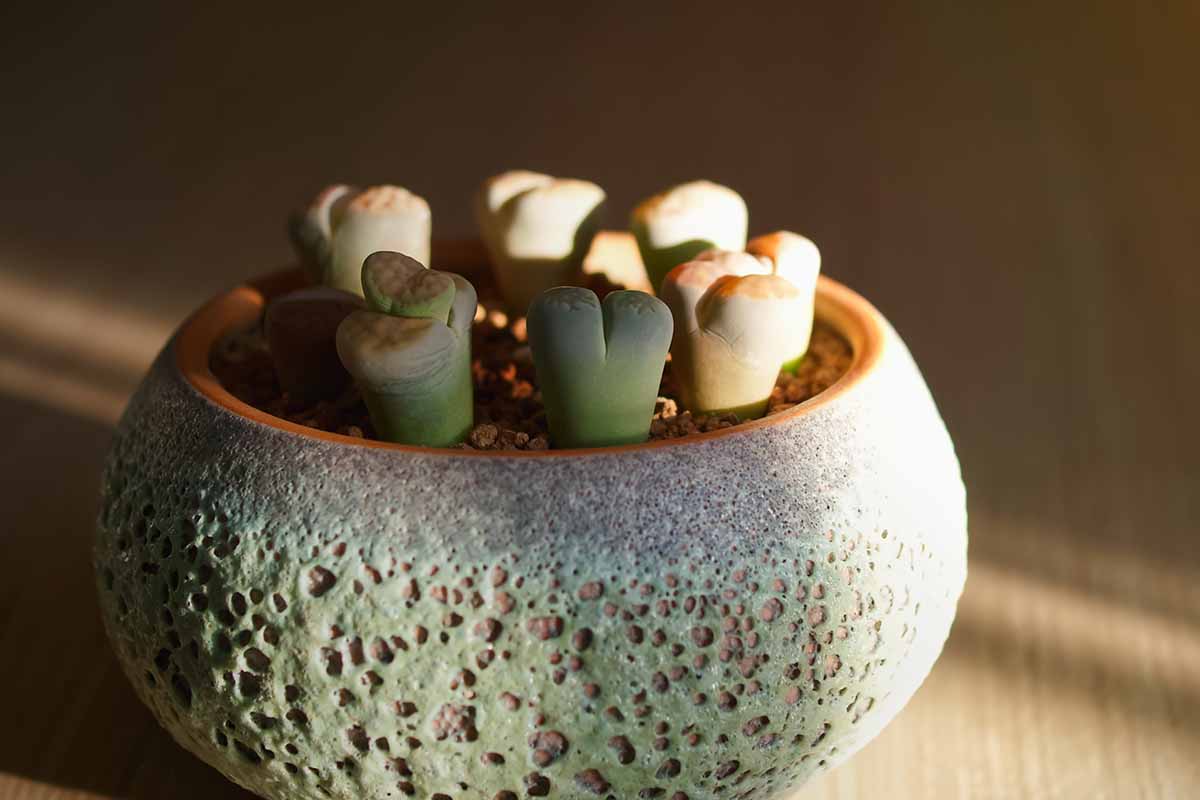 Une image horizontale en gros plan de plantes lithops poussant dans un petit pot en argile dans une zone sombre à l'intérieur, posée sur une surface en bois.