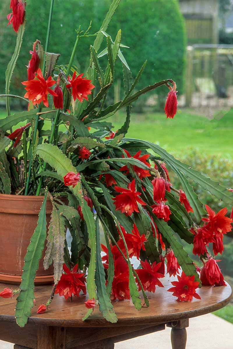 Une image verticale en gros plan d'un cactus d'orchidée rouge en pleine floraison poussant dans un pot posé sur une table en bois à l'extérieur.