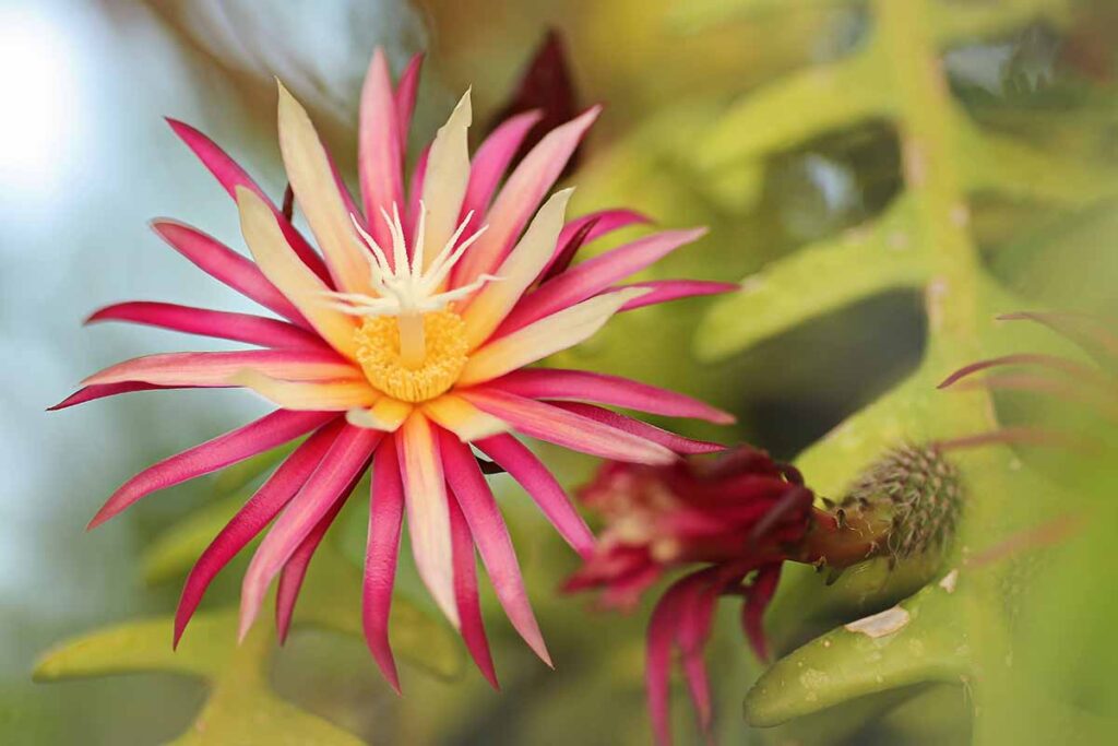 Une image horizontale en gros plan d'une fleur de cactus en arête de poisson rouge et jaune représentée sur un fond flou.