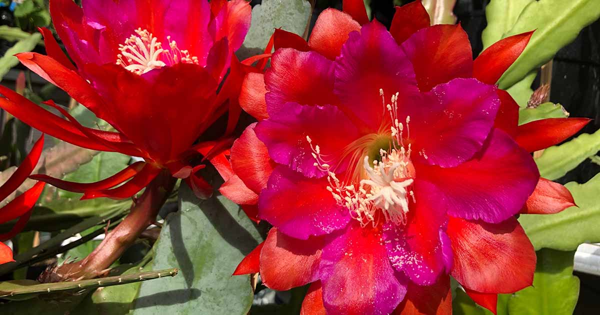 23 des types d'épiphyllums les plus fabuleux à cultiver à la maison