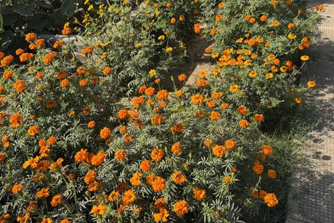 Des soucis éclairent les bords du jardin