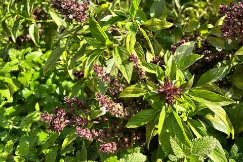 Lits de basilic en pleine floraison et arôme