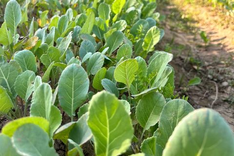 Des parcelles de chou à venir