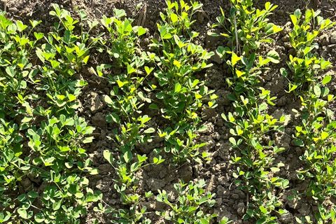 Approvisionnement frais de Methi d’hiver