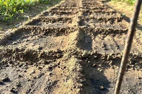Les rangées de légumes d'hiver sont toutes plantées