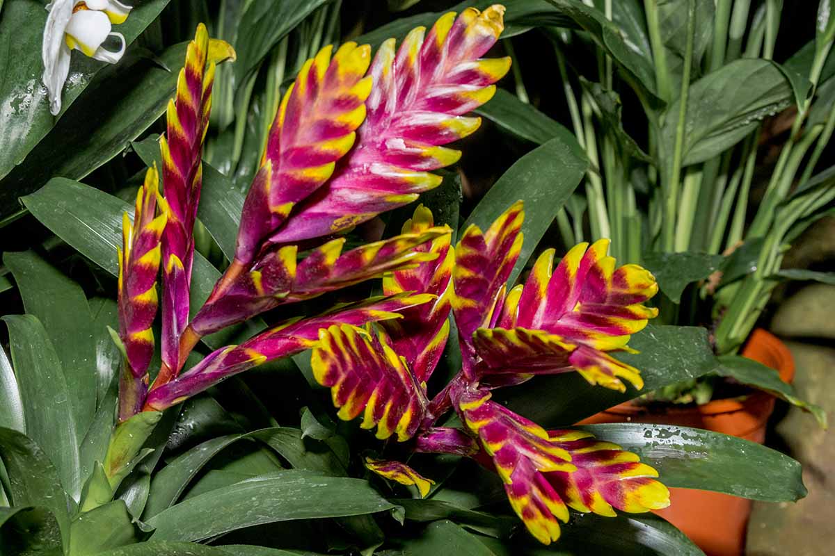 Une image horizontale en gros plan des bractées colorées d'une épée flamboyante en fleur poussant à l'intérieur.