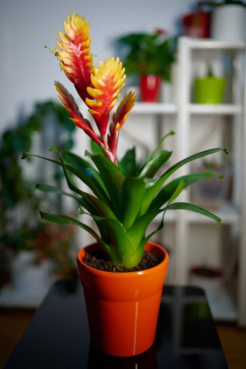 Une image verticale en gros plan d'un Vriesea en pot poussant comme plante d'intérieur.