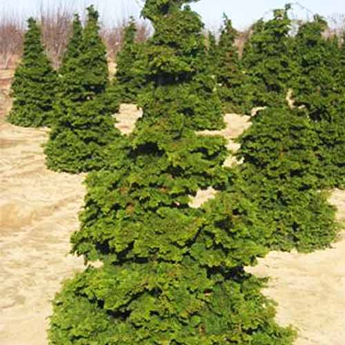 Un gros plan de faux cyprès 'Nana' poussant dans une plantation.