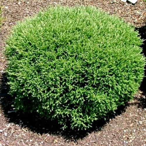 Une image carrée de M. Bowling Ball arborvitae poussant dans le jardin.