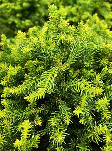 Un gros plan du feuillage du cèdre japonais nain 'Koshyi' poussant dans le jardin.