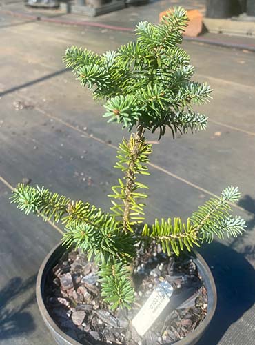 Un gros plan d'un sapin baumier 'Piccolo' poussant dans un conteneur dans une pépinière.