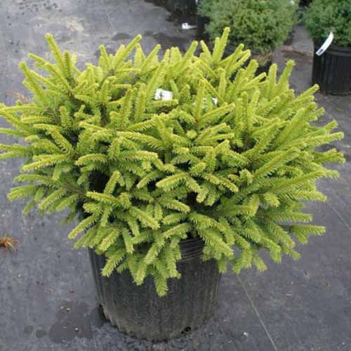 Une image carrée du cultivar d'épinette de Norvège « Pumila » poussant dans un pot à l'extérieur.