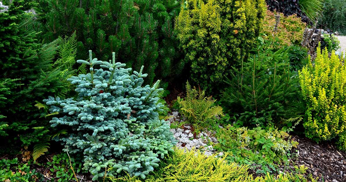 19 des meilleurs conifères nains pour les petits jardins