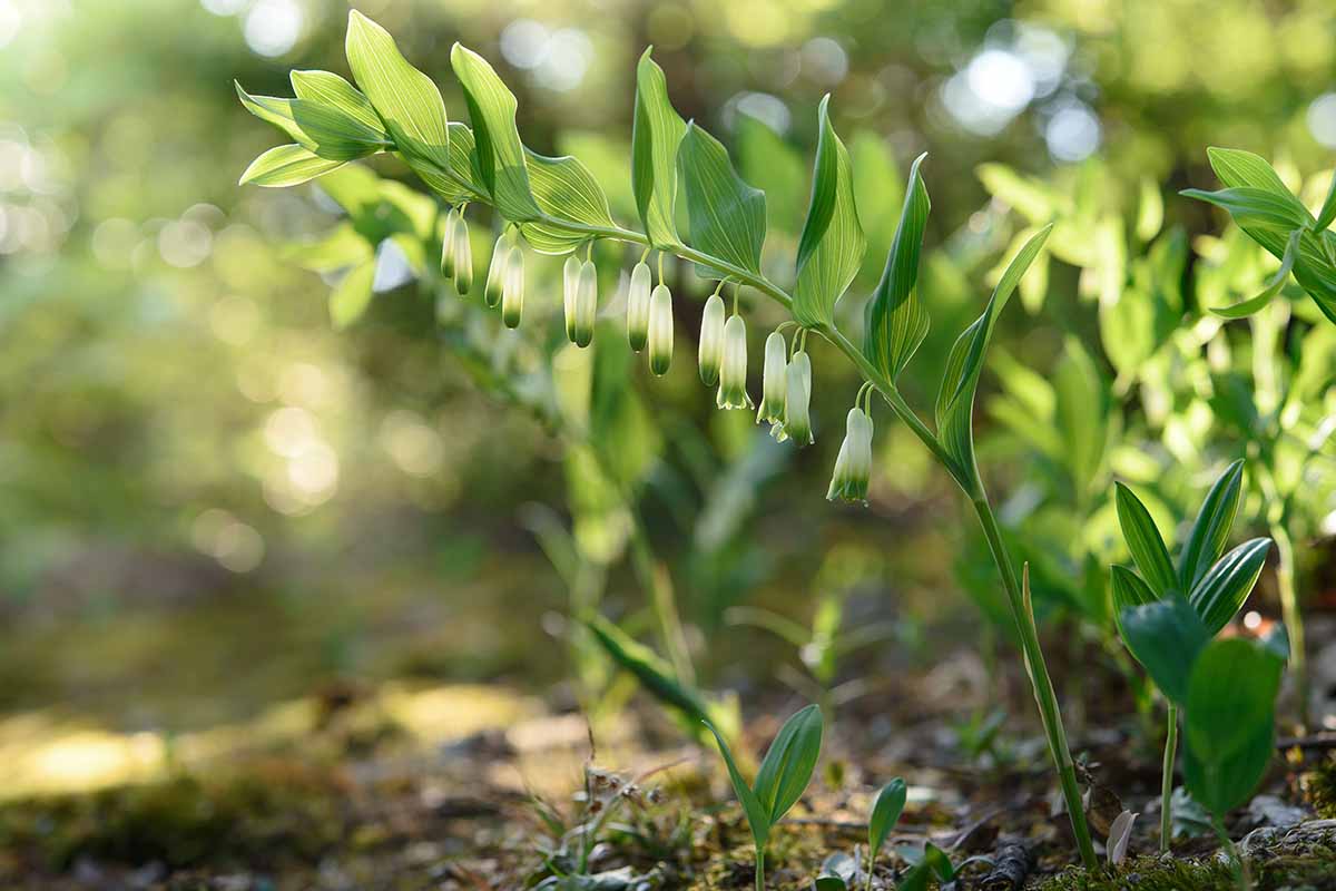 Une image horizontale en gros plan d'une tige de phoque de Salomon (Polygonatum) avec de petites fleurs blanches et vertes, représentée sur un fond doux sous un soleil léger.