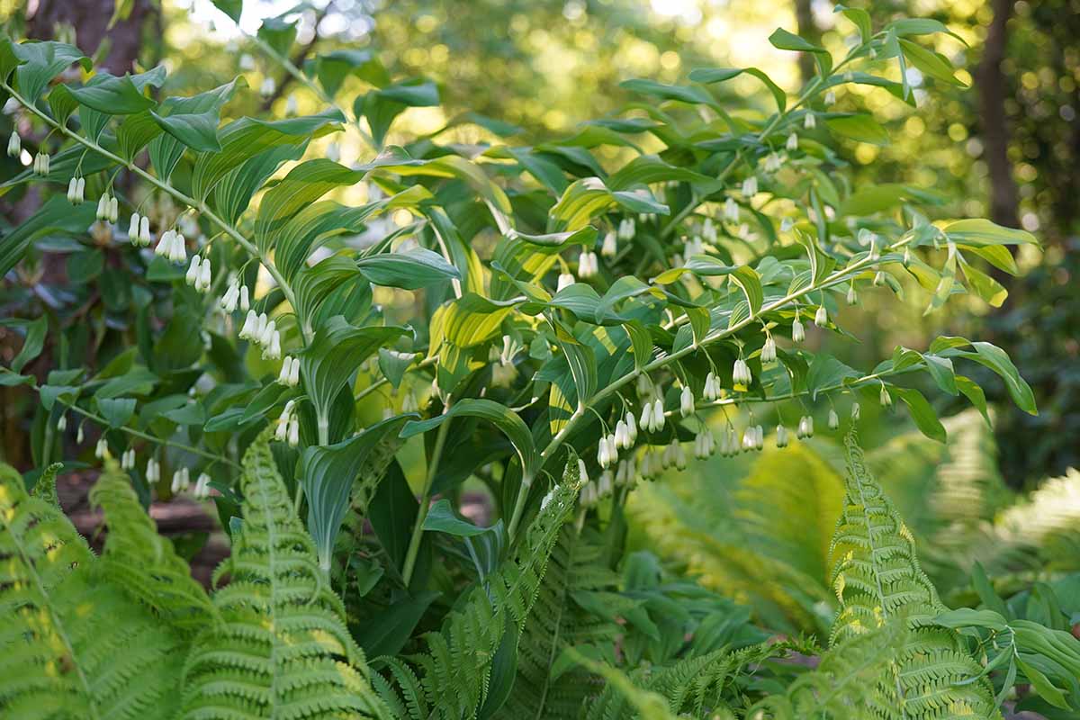 Une image horizontale du sceau de Salomon (Polygonatum) poussant dans un endroit ombragé avec des fougères et d'autres plantes vivaces.
