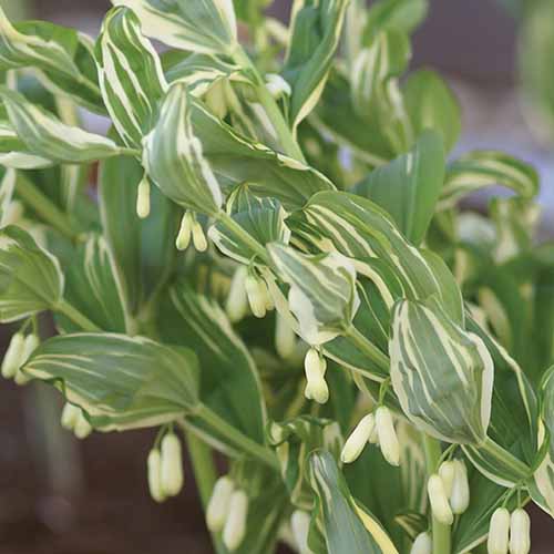 Une image carrée du feuillage et des fleurs de Polygonatum 'Variegata', représentée sur un fond flou.