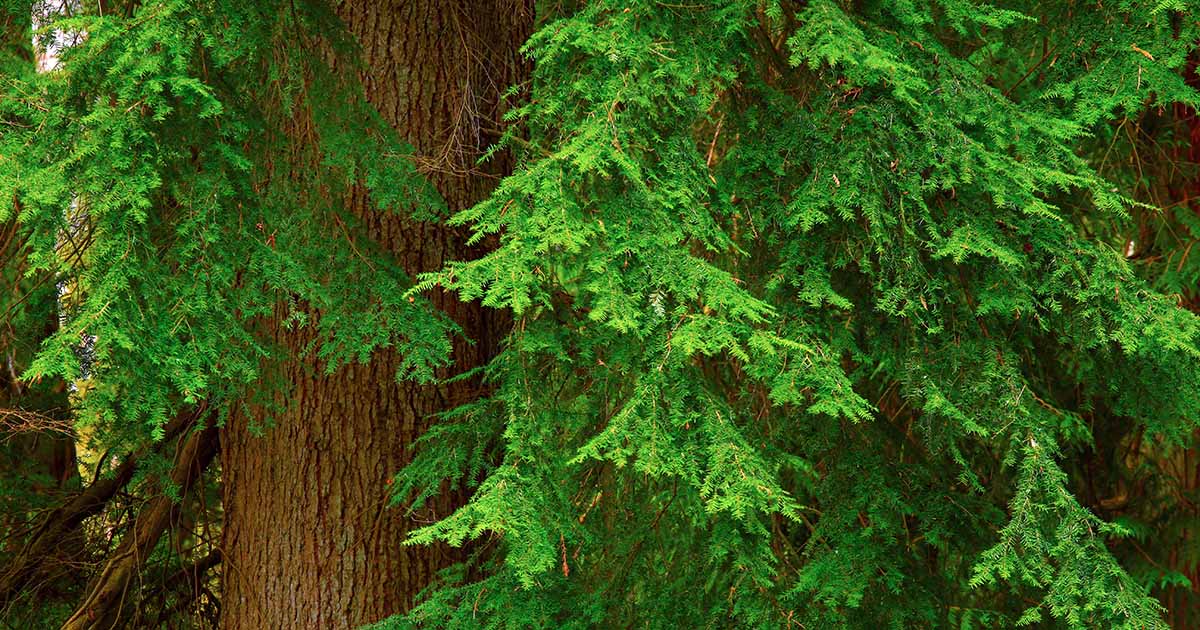 Comment cultiver et entretenir le cèdre rouge de l'Ouest (Thuja plicata)