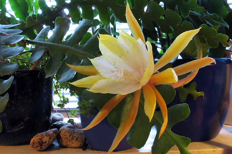 Une image horizontale en gros plan d'une fleur jaune Disocactus anguliger poussant à l'intérieur.