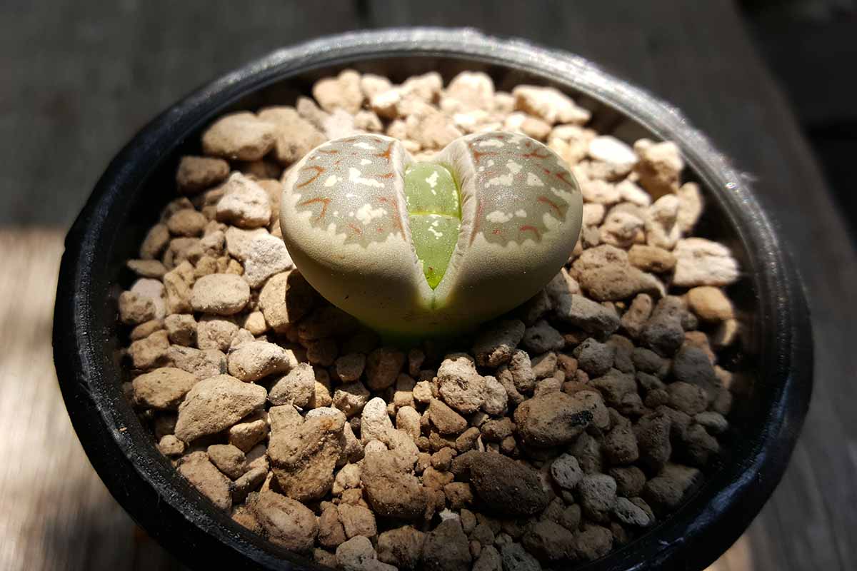 Image horizontale en gros plan d'un petit lithops, alias plante de pierre vivante, poussant dans un récipient décoratif à l'intérieur, avec de la lumière brillant d'en haut.