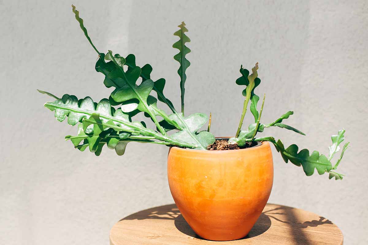 Image horizontale en gros plan d'un Disocactus anguliger poussant dans un pot rond en céramique posé sur une table en bois sur fond blanc.