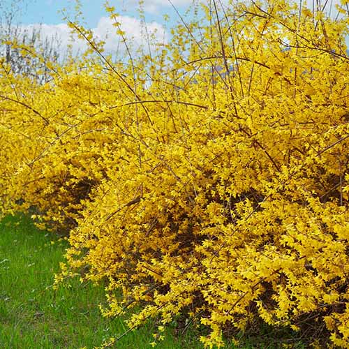 Une image carrée du forsythia 'Northern Gold' en pleine floraison dans le jardin printanier.