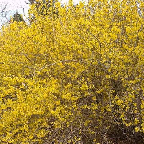 Une image carrée en gros plan des fleurs lumineuses du forsythia 'Meadowlark' qui fleurit au printemps.