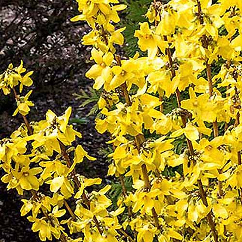 Une image carrée en gros plan des fleurs printanières du forsythia « Magical Gold » poussant dans le jardin, représentée sur un fond flou.
