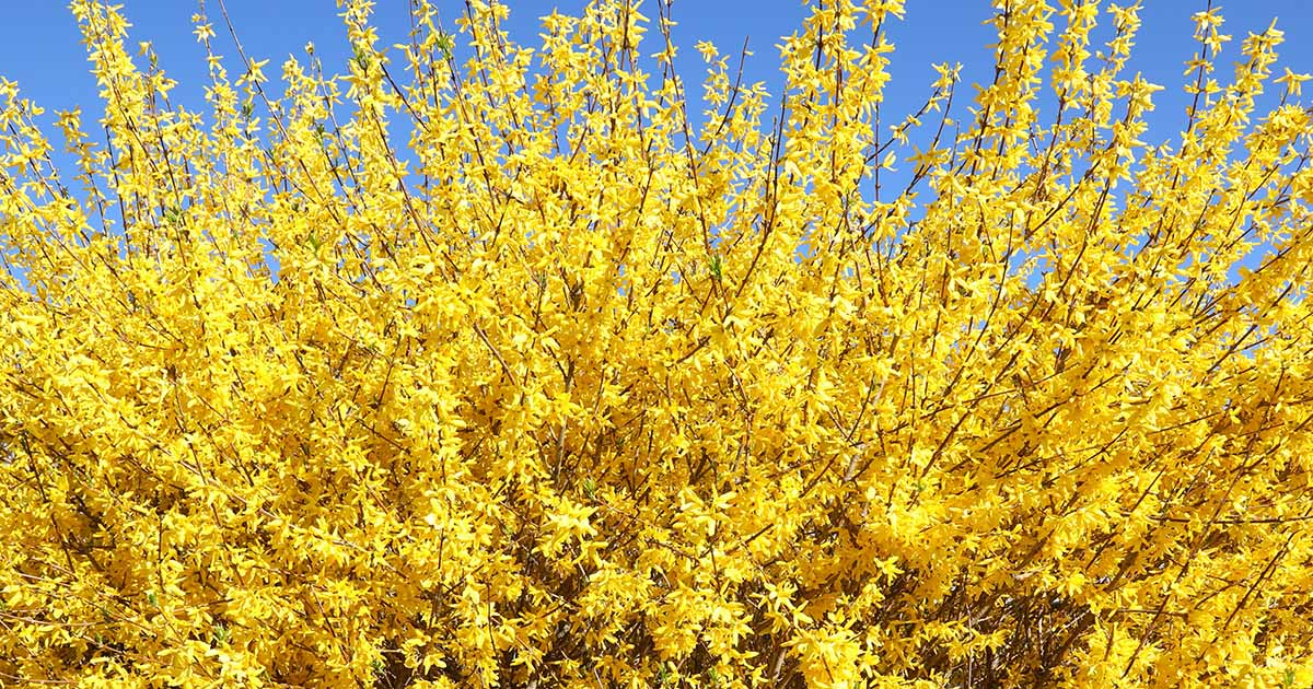 13 des meilleures variétés de Forsythia pour une couleur printanière glorieuse