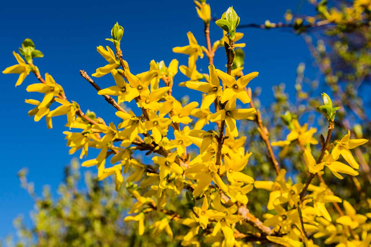 Une image horizontale en gros plan des fleurs jaune vif du forsythia à floraison printanière, représentées sous un soleil éclatant sur un fond de ciel bleu.