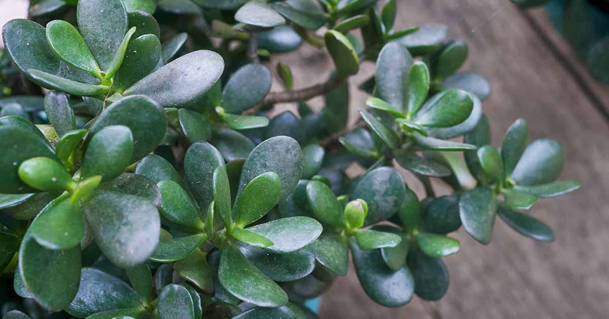 Points noirs sur les plantes de jade : 5 causes et comment y remédier