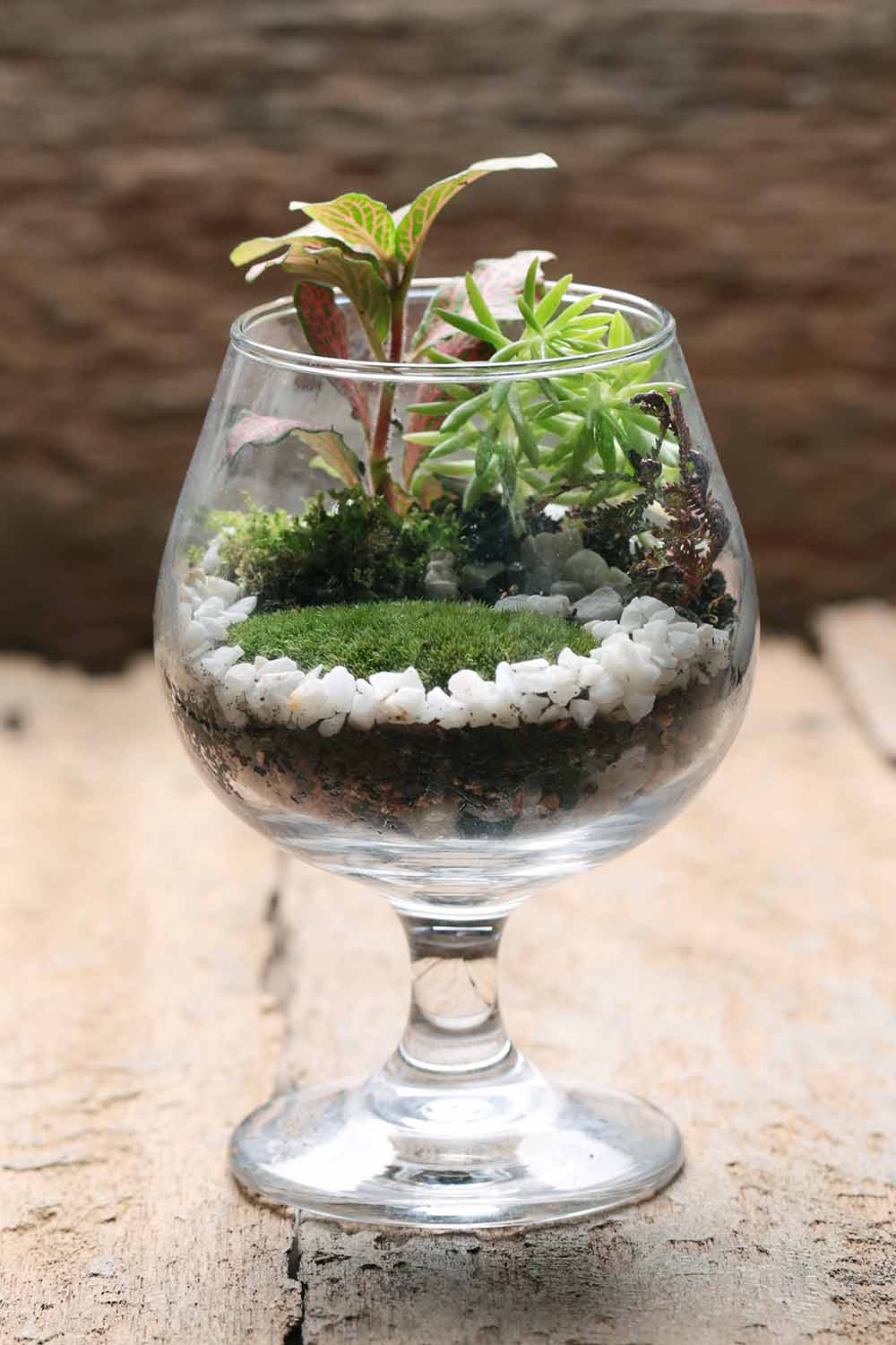 Une image verticale en gros plan d'un verre de brandy planté d'une variété d'espèces pour créer un mini jardin.
