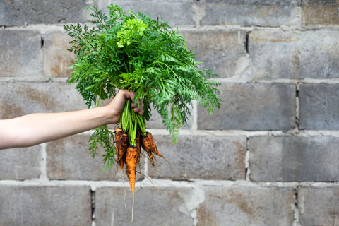 Cultivez des carottes en pots