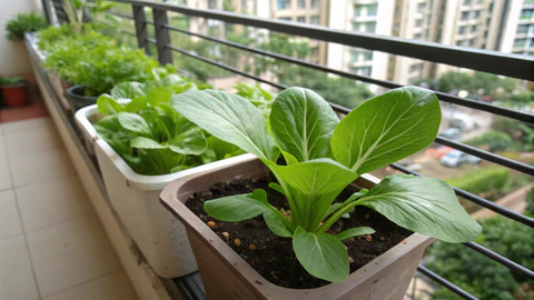 Moutarde et légumes verts asiatiques pour conteneurs