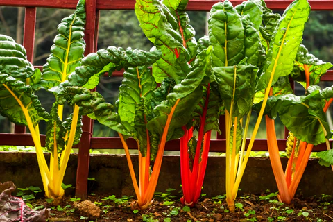 Bette à carde : un vert d'hiver coloré