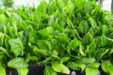 Cultiver des épinards dans des conteneurs