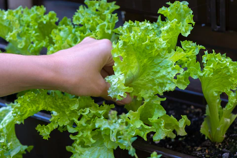 Cultiver de la laitue en pot pendant l'hiver