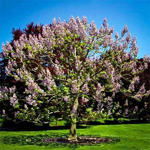 Paulownia de l'impératrice royale | GardenersPath.com