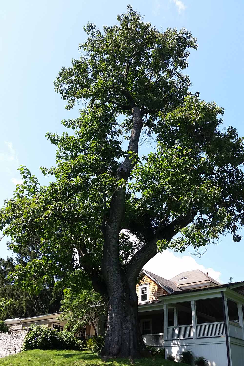 Une image verticale d'un grand paulownia poussant à l'extérieur d'une résidence, photographiée sous un soleil éclatant sur un fond de ciel bleu.