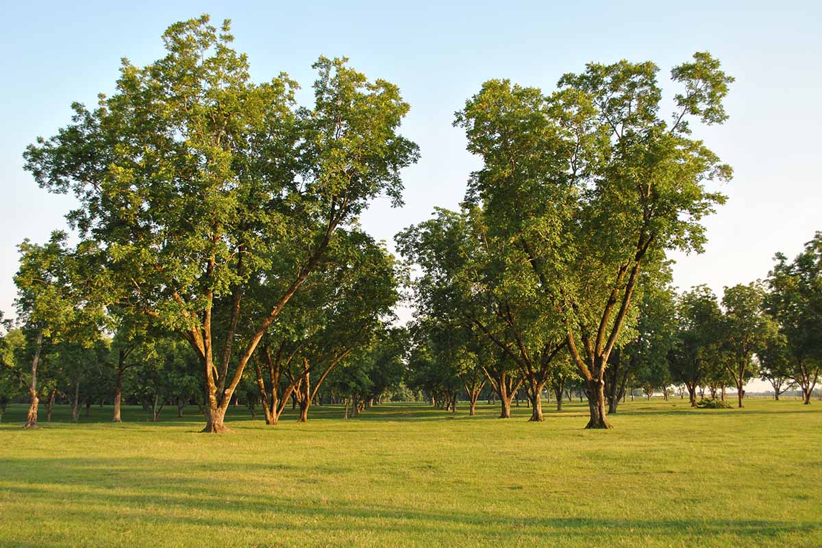 Une image horizontale de noix de pécan matures dans un verger, photographiée sous un soleil léger.