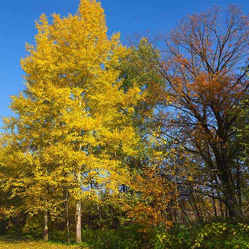 Image carrée d'un peuplier faux-tremble au feuillage d'automne jaune vif, représenté sur un fond de ciel bleu.