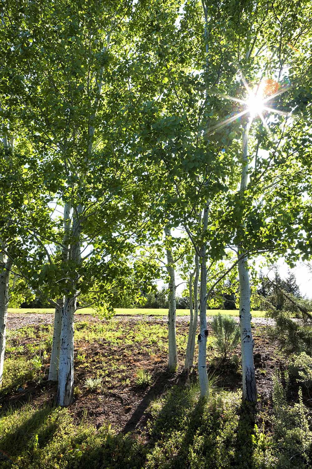 Une image verticale de peupliers faux-trembles poussant dans le paysage avec le soleil filtrant à travers la canopée.
