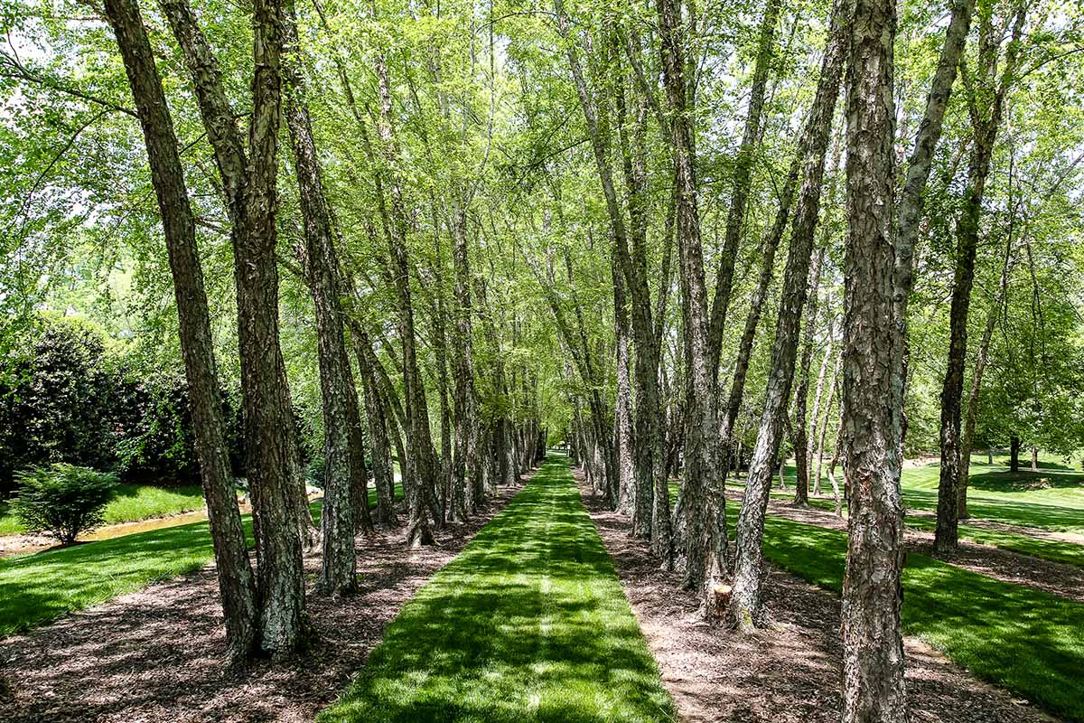 Une image horizontale de lignes pour les bouleaux de rivière dans un parc.