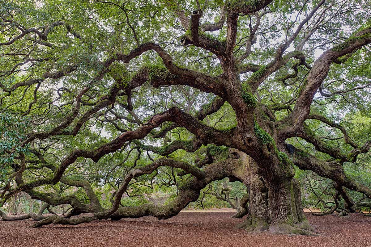 Une image horizontale d’un vieux chêne noueux poussant dans le paysage.
