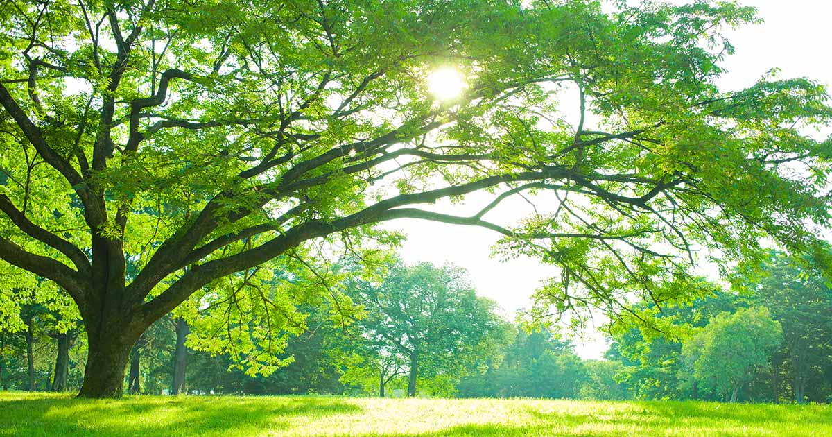 15 des meilleurs arbres d'ombrage à croissance rapide pour votre jardin
