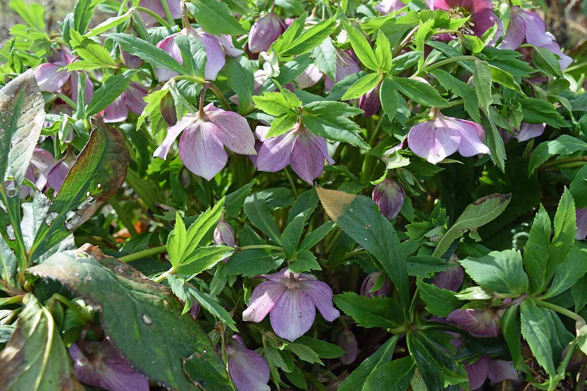 Une image horizontale en gros plan de fleurs d'hellébore pourpres poussant dans le jardin de printemps entourées d'un feuillage vert brillant.
