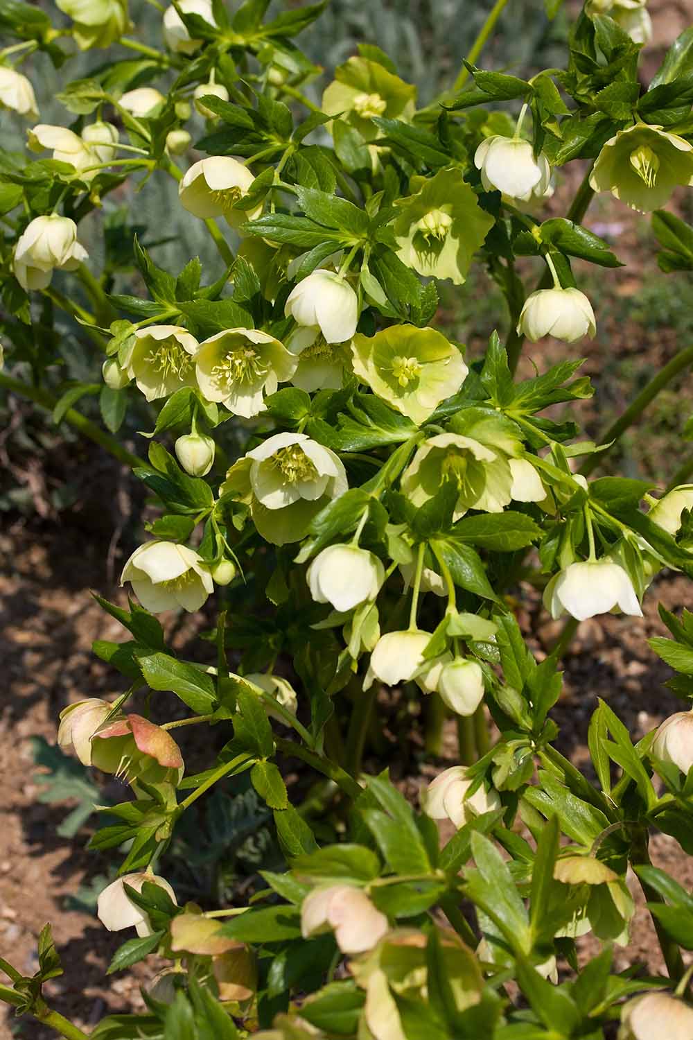 Une image verticale en gros plan de fleurs d'hellébore poussant dans le jardin de printemps, photographiée sous un soleil léger sur un fond flou.